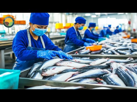 How Vietnamese Farmers Raise Tons of Pangasius: Basa Fish Processing Line | Farming Documentary