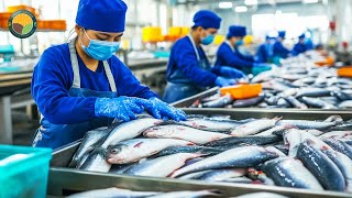 Download lagu How Vietnamese Farmers Raise Tons of Pangasius: Basa Fish Processing Line | Farming Documentary mp3