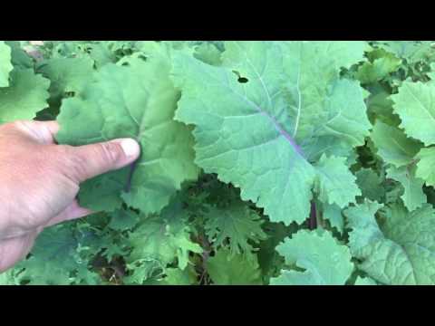 3 saker jag sår just nu - odla grönsaker i köksträdgården sådder i juni