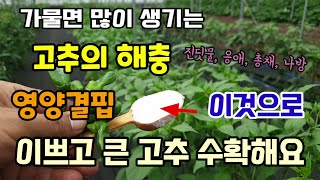 가물면 많이 생기는 해충(진딧물응애총채담배나방) 방제방법 고추칼슘붕소결핍은 이것으로 크고 이쁜 고추수확할 수…