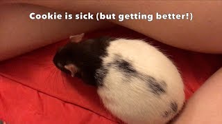 Cookie has an upper respiratory infection (but is on the mend!) + bad vet experience