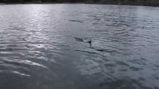 Duo воблеры deep feat 90d