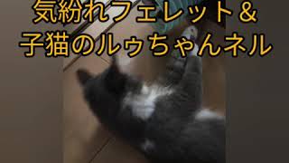 フェレットトンネルに詰まってしまった子猫ちゃん