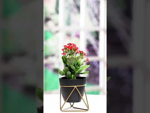 こんぺと DEKORNEST Plant Container Set Price in India - Buy DEKORNEST Plant