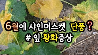 6월 샤인머스켓 잎 황화증상 원인과 대책