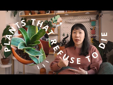 5 Must-Have Plants that Refuse to Die | Easiest Plants For Beginners!