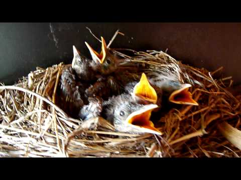 Kosí Bratři I. Okříšky 24.5.2011 Blackbird Brothers HD