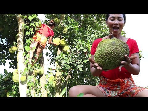 Survival skills: Finding Natural jackfruit in Wild for Food - Ripe jackfruit eating delicious Video