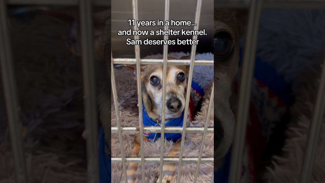 Enlarge Samantha, an adopted mixed breed in Huntley, IL video 2/6