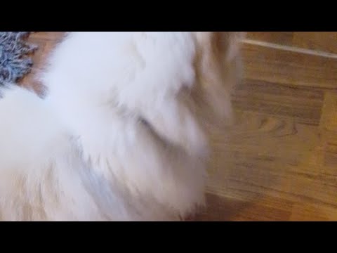 Yaqut Ahmar is live!