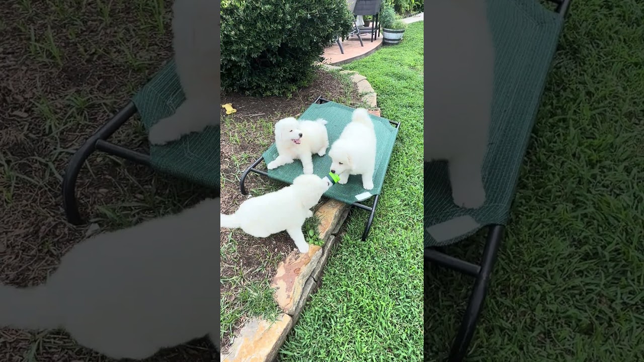 Cider, a Adoptable mixed breed in Flushing, NY video 5/6