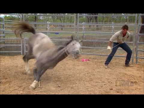 Taming a wild horse