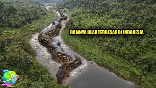 Download lagu Horrifying! These are the four largest snakes ever seen in the world. Number 3 is in Indonesia. mp3 Download lagu Horrifying! These are the four largest snakes ever seen in the world. Number 3 is in Indonesia. mp3