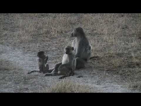Djuma: Baboons getting ready for the night - 17:46 - 04/25/19