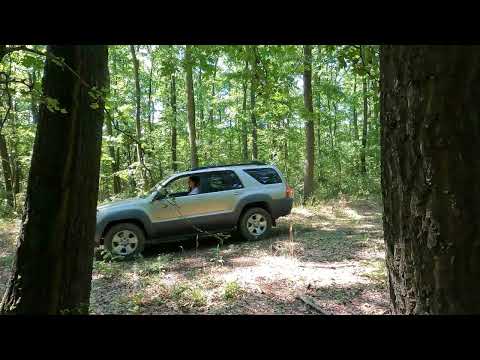 Green Forest       (Zold Erdo)