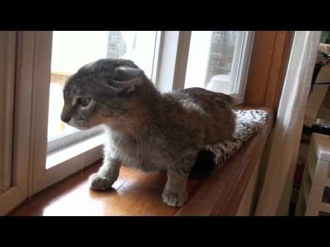 Sybil and the Birdie