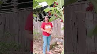 Download lagu BANANA TREE WITH RAMBUTAN FRUIT #shorttimes mp3