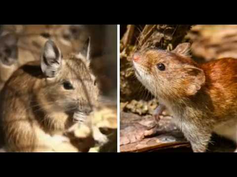 4 casos de hantavirus registrados este año en Tarija
