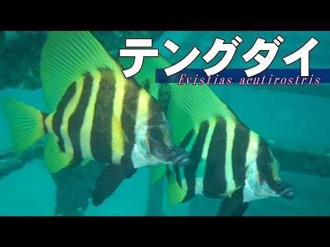テングダイ