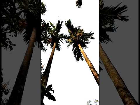 Betel Nut Tree With Fruits #shorts #youtubeshorts #shortsvideo