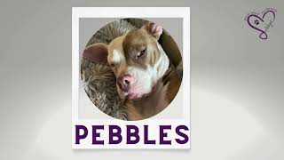 Rhode Island Pet Network: Making a Difference for Pets & People