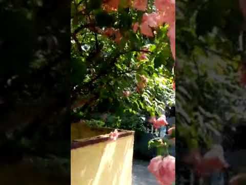 Beautiful Mussaenda Flowers ||  Visual Treat || Suja Pavithran #Shorts