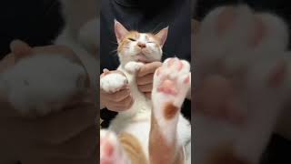 Download lagu Sexy kitten bravely ventures into Kpop #cat #dancechallenge #kittenlove #dancecover #kpop #pets mp3 Download lagu Sexy kitten bravely ventures into Kpop #cat #dancechallenge #kittenlove #dancecover #kpop #pets mp3