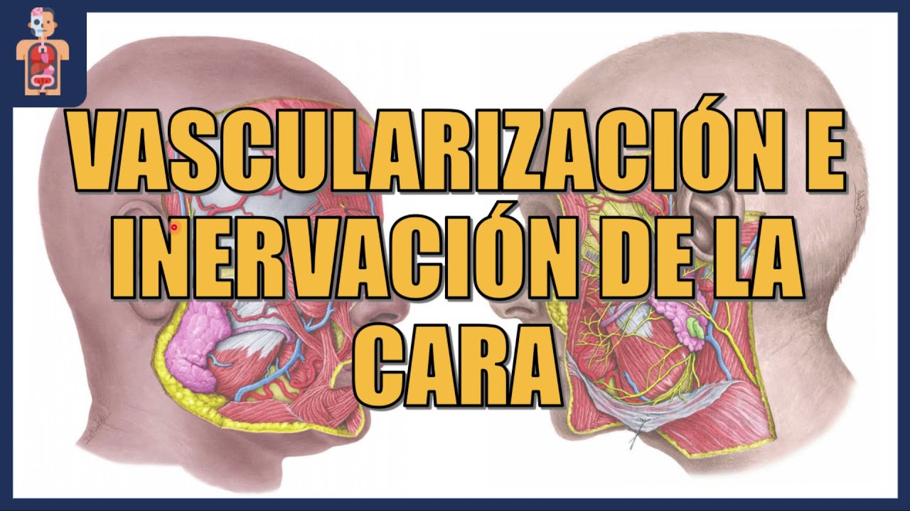 ANATOMÍA - VASCULARIZACIÓN E INERVACIÓN DE LA CARA