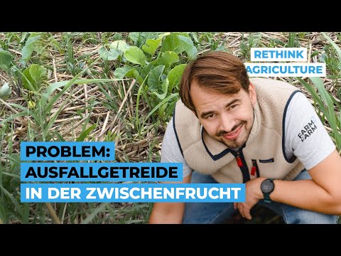 Problem: Ausfallgetreide in der Zwischenfrucht