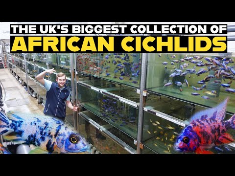 INCREDIBLE AFRICAN CICHLID WHOLESALER TOUR