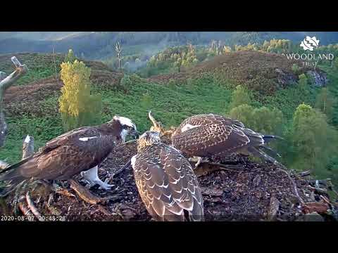 Aila the Loch Arkaig Osprey still babying her grown-up offspring Vera and Captain 7 Aug 2020