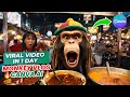 Niche Monkey Videos Vlog Make VIRAL Monkey Vlog Video With Free AI Tools Canva Video AI