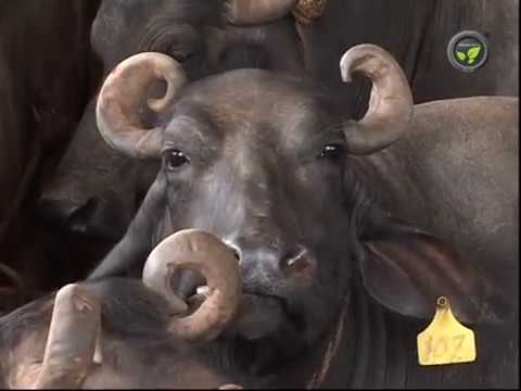 Buffalo breed Murrah