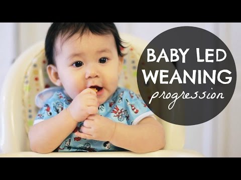 BABY LED WEANING (BLW) Progression: 6-10 Months!