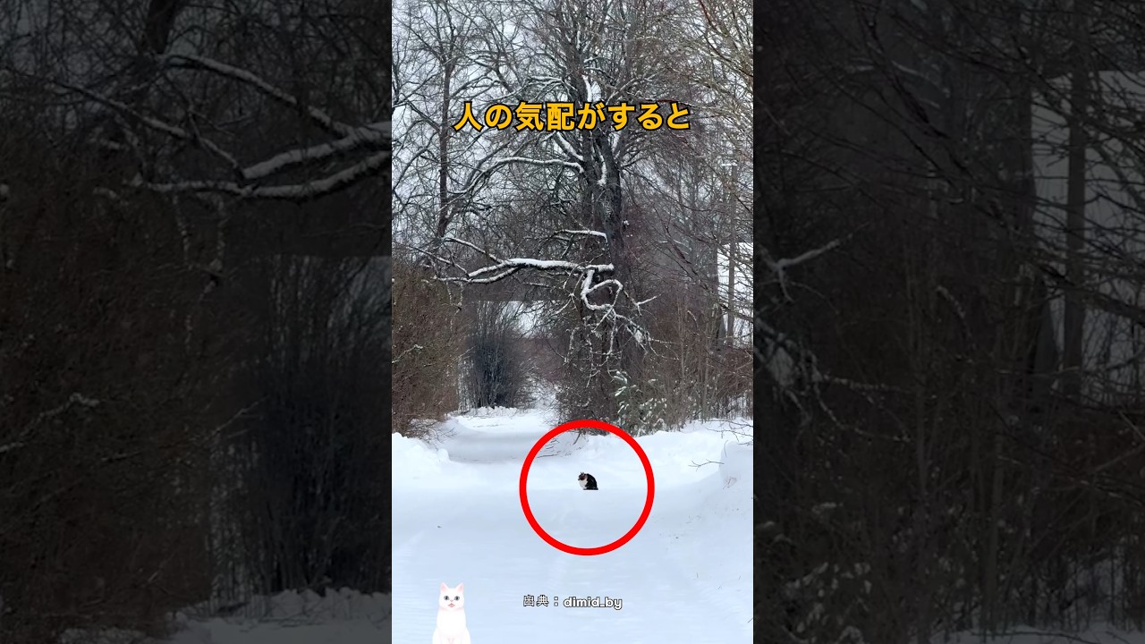 空っぽの村を守っていた猫たち