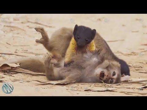 Gelbkehlmarder | Kharza – Der riesige Marder, der Hirsche und Affen jagt!