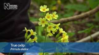 True oxlip and other ancient woodland flowers | Natural History Museum