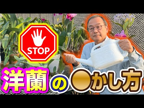 蘭の開花を活性化するアジアの秘密 ニンニクの生長 水やり ポットチップの維持