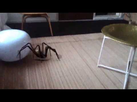 Een spin in huis (we over leven het niet met een spin)