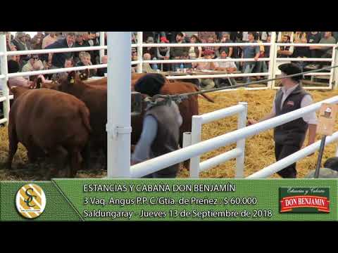 13-09-18 Venta de Vientres Angus P.P. - Cabaña Don Benjamín - Saldungaray
