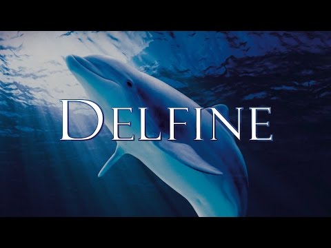 Delfine - Eine phantastische Reise in die Welt der Delfine (2011) [Dokumentation] | Film (deutsch)