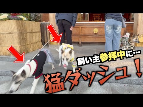 First visit to the shrine with a former rescue dog...he's so shy that it's a big problem!