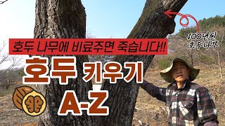 [호두 이야기] 김동회 Chapter1 4만평 유기농호두 농부가 알려주는 고소득 작물 호두 심는법 feat.…
