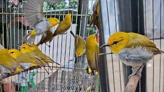 Download lagu What kind of pleci is this? mp3