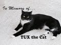 In Memory Of Tux The Cat