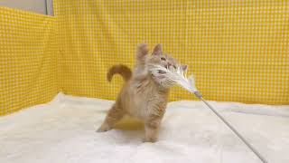 スコティッシュフォールドの動画01