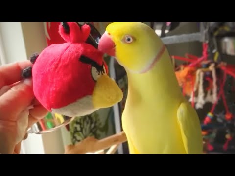 Bowie talks to Angry Bird