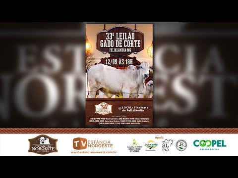 33º LEILÃO DE FELIXLÂNDIA - GADO DE CORTE