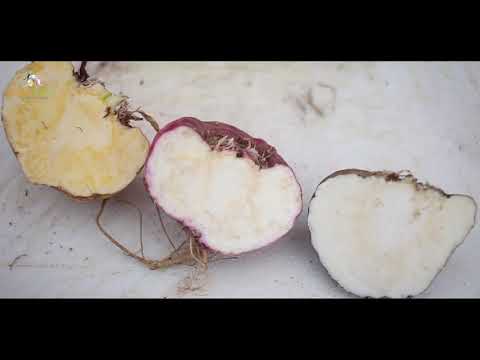 The colors of maca explained - red maca vs black maca vs yellow maca