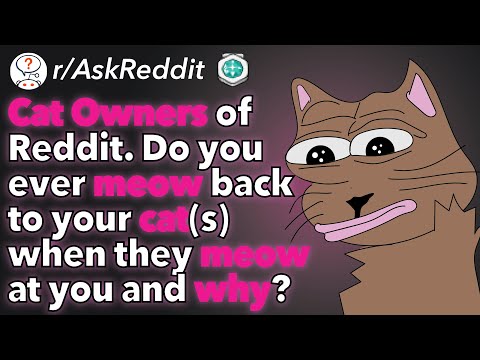 Do you ever meow back to your cat when they meow at you and why? (r/AskReddit)